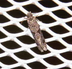 Amydria margoriella