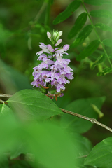 Dactylorhiza saccifera
