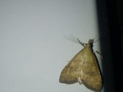 Udea fulvalis