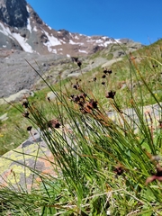 Juncus jacquinii