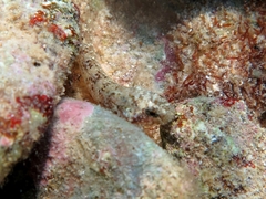 Millerigobius macrocephalus