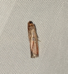Dasypyga alternosquamella