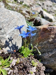 Gentiana brachyphylla brachyphylla