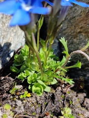 Gentiana brachyphylla brachyphylla
