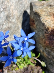 Gentiana brachyphylla brachyphylla