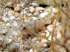 Millerigobius macrocephalus