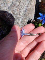 Gentiana brachyphylla brachyphylla