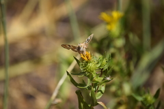 Heliothis phloxiphaga