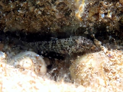 Millerigobius macrocephalus