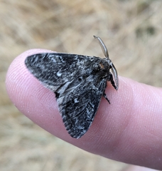 Dasychira grisefacta