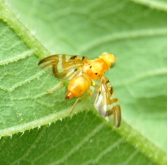 Strauzia longipennis