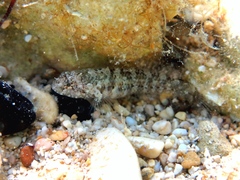 Millerigobius macrocephalus