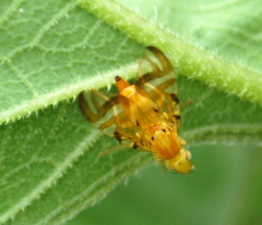 Strauzia longipennis