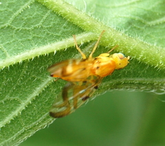 Strauzia longipennis
