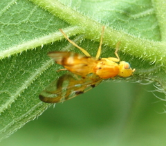 Strauzia longipennis