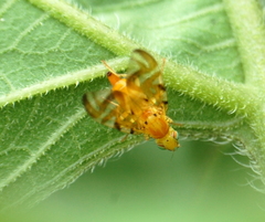 Strauzia longipennis