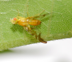 Strauzia longipennis