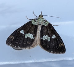 Hydriomena albifasciata