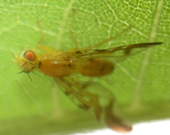 Strauzia longipennis