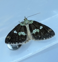 Hydriomena albifasciata