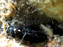 Millerigobius macrocephalus