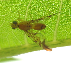Strauzia longipennis