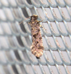 Amydria margoriella
