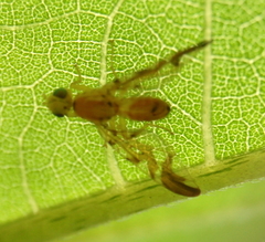 Strauzia longipennis