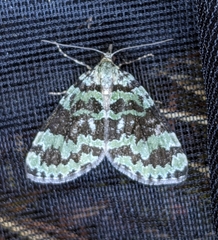 Hydriomena speciosata