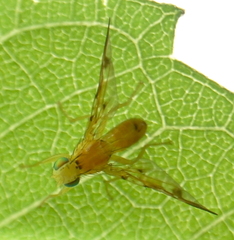 Strauzia longipennis