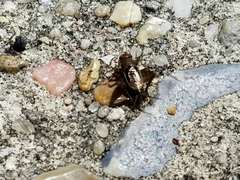 Neonemobius mormonius