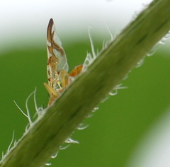 Strauzia longipennis