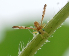 Strauzia longipennis