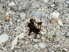 Neonemobius mormonius