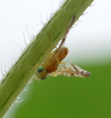 Strauzia longipennis