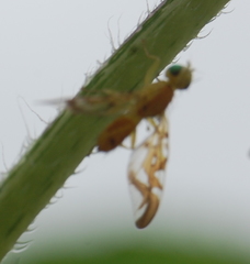 Strauzia longipennis