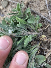 Oreocarya osterhoutii