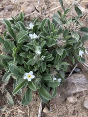 Oreocarya osterhoutii
