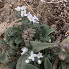 Oreocarya osterhoutii