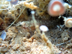Millerigobius macrocephalus