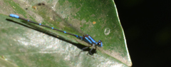 Argia oculata
