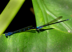 Argia oculata