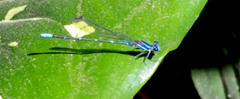 Argia oculata