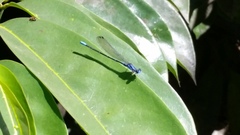 Argia oculata