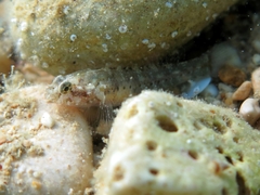 Millerigobius macrocephalus