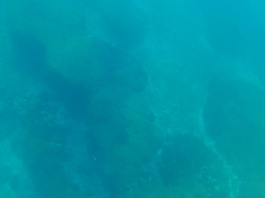 Thalassoma lucasanum