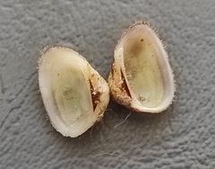 Striarca lactea