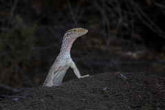 Varanus griseus griseus