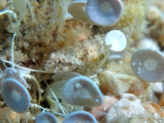 Millerigobius macrocephalus