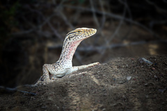 Varanus griseus griseus